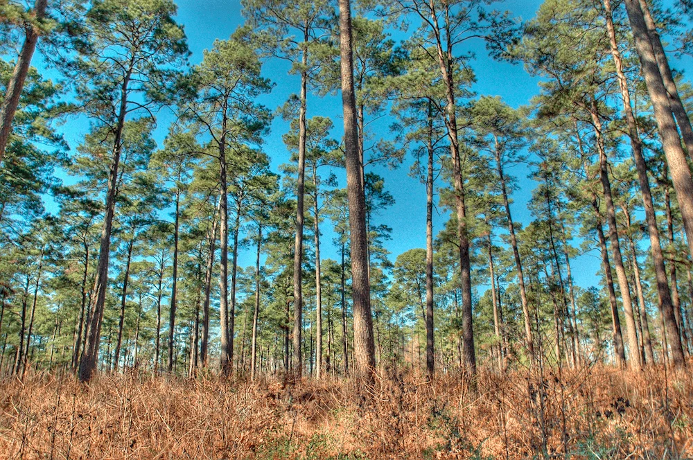 Longleaf Pine Reforestation - Texas